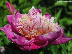 Золотое Руно