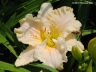Angelic Grace