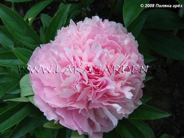 Dresden Pink