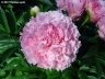 DresdenPink01.jpg