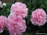 DresdenPink03.jpg