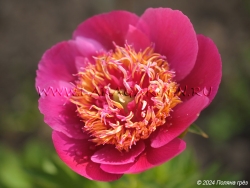 Elfin Beauty
