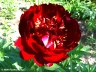 Buckeye Belle