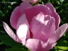 May Lilac