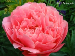 Pink Hawaiian Coral