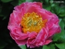 Royal Rose